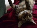 Cat luck