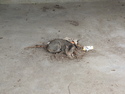 Cat sleeping on rubbish pile