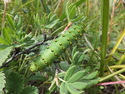 Caterpillar at white lake