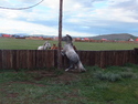 Chained up horse getting herassed by wild horses