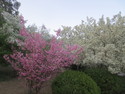 Cherry trees at beijing botanical garden