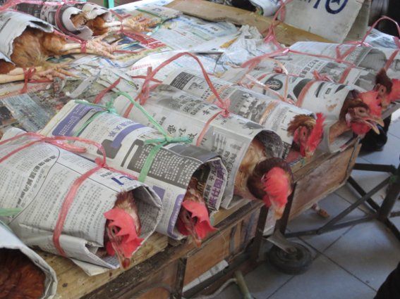 Chickens wrapped in newspaper at the Sibu market