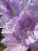 Closeup of flower