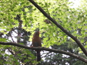 Cool bird