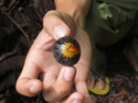 Cool insect in gunung palung