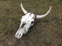 Cool skull that i found