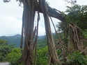 Cool tree in jinfeng