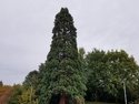 Cool tree near locks