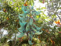 Crazy colored flower