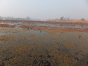 Dead dal lake