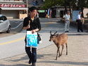Deer chasing a kid