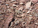 Dinosaurs still in the desert