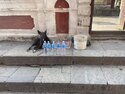 A dog guarding water bottles at Pashupatinath
