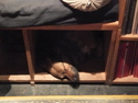 Dog sleeping in a cubby at illiterati