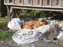 Dog sleeping in a very catlike den
