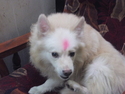 Dog with bindi