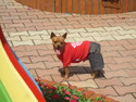 Dog with pants on