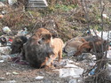 Dogs huddles in pile of trash