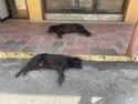 Dogs napping at Kopan