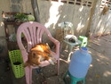 Dogs sleeping on chairs