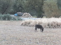Donkey grain and truck