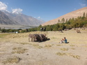 Donkeys used to stomp wheat