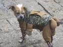 Dressed up street dog in lijiang