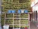 Drying grapes in turpan