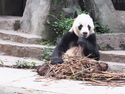 Eating giant panda