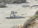 Elephant seals
