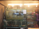 Enormous fish in small tank