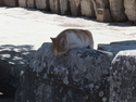 Ephesus