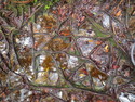 Exposed roots