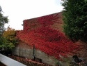 Fall creeping across a wall