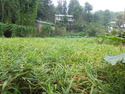 Field of ginger