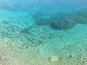 Fish in mountain pond