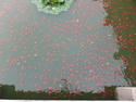 Fish pond at confuscious temple