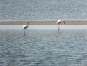 Flamingos