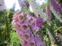 Flowers at fukuoka botanical garden