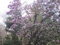 Flowers on haba