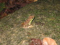 Frog in gunung palung