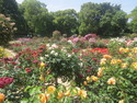 Fukuoka botanical garden