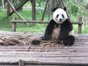 Giant panda