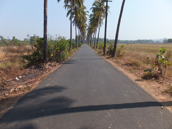 Country road in Goa