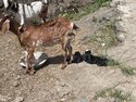 A goat and her kids