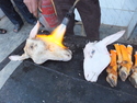 Goat head
