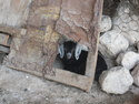 Goat sleeping under door