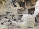 Goats in hasankeyf