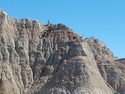 Goats of the badlands
