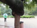 Grafted tree